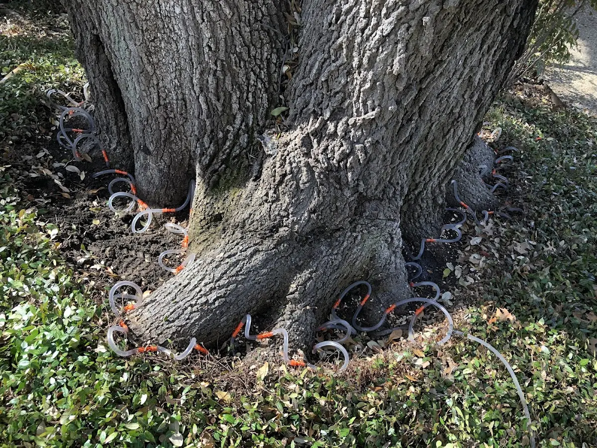 Detailed Tree Cabling and Bracing job site in Johnson Creek