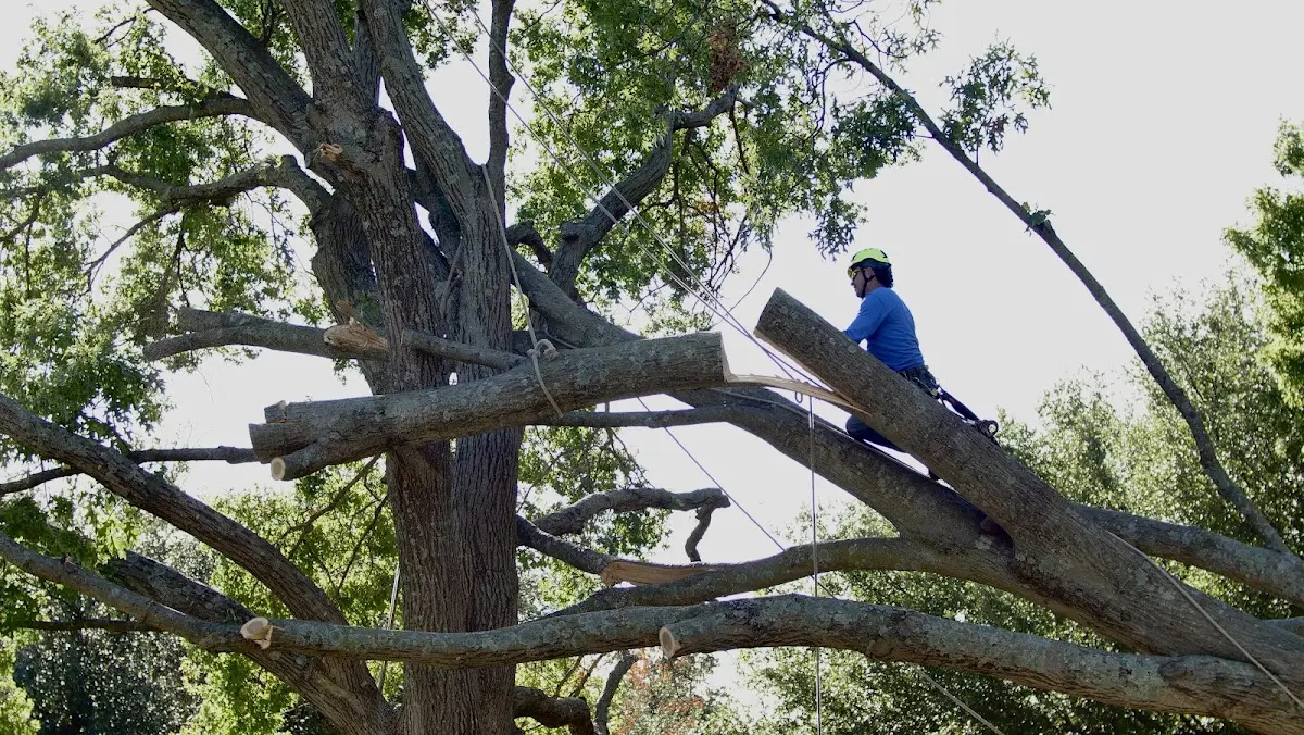 Professional Crown Thinning performed by certified arborists in Johnson Creek
