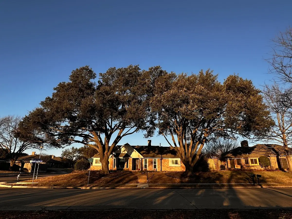 Established residential canopy tree shading a home in Johnson Creek
